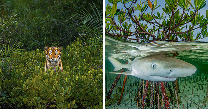 Spectacular Images Of The 2023 Mangrove Photography Awards (30 Pics)