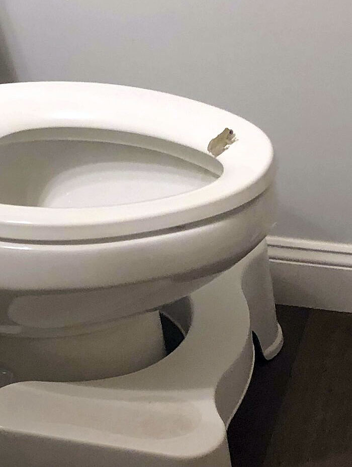 I Found A Frog In My Bathroom 
