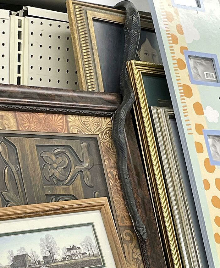 Found A Live Snake In The Local Goodwill Store