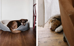 A Tired Dog is a Happy and Healthy one: 10 Signs Your Pet Needs Rest