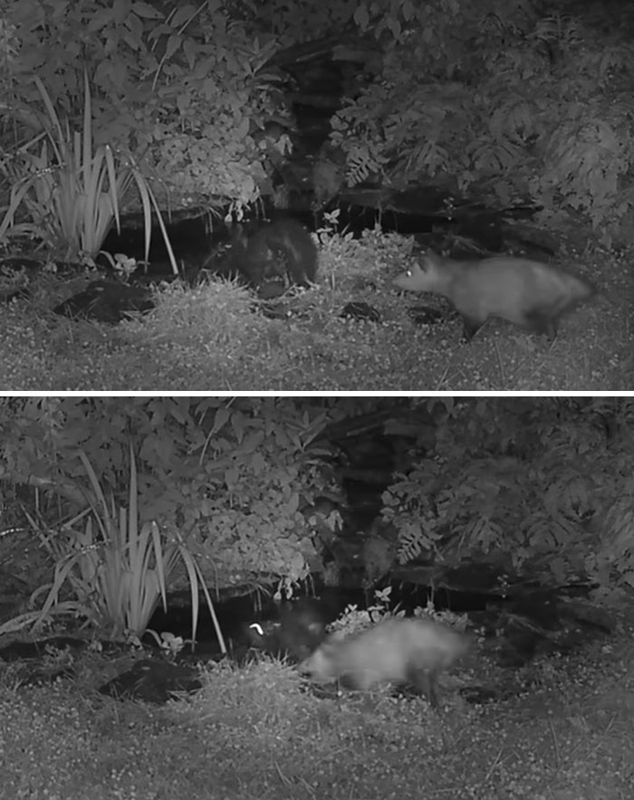 Opossum Pushes Skunk In Pond