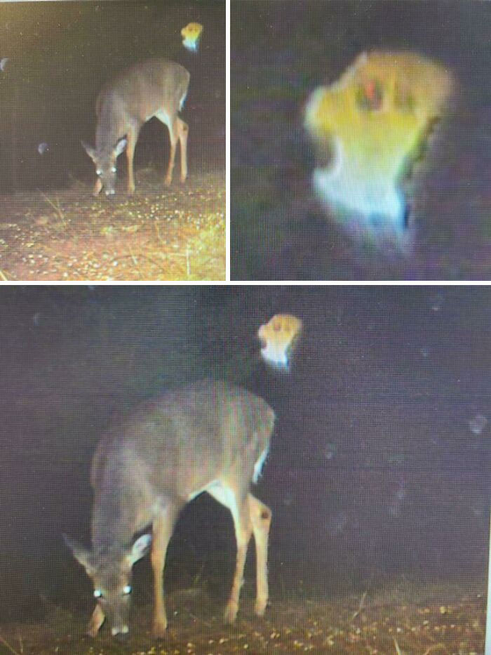 Uncle’s Trailcam, Landowner Stated A Tragic Loss Happened Here. Thoughts?