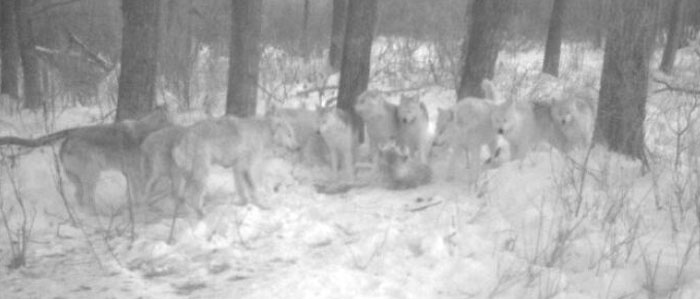 11 lobos captados por la cámara en un parque