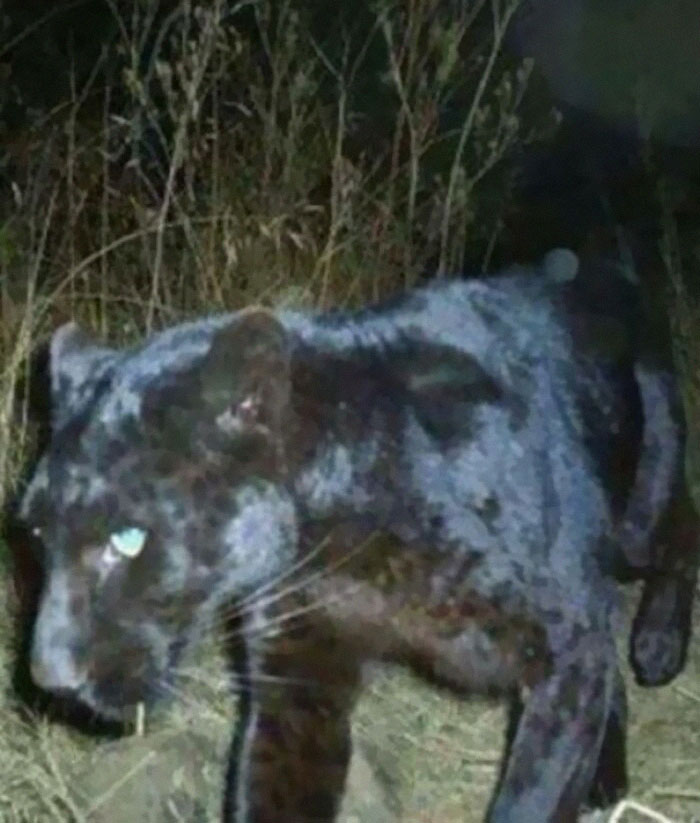 Black Panther Caught On Trail Cam In Georgia