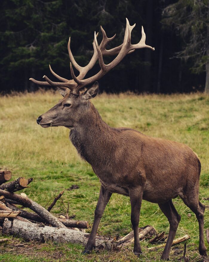 brown deer on green grass field