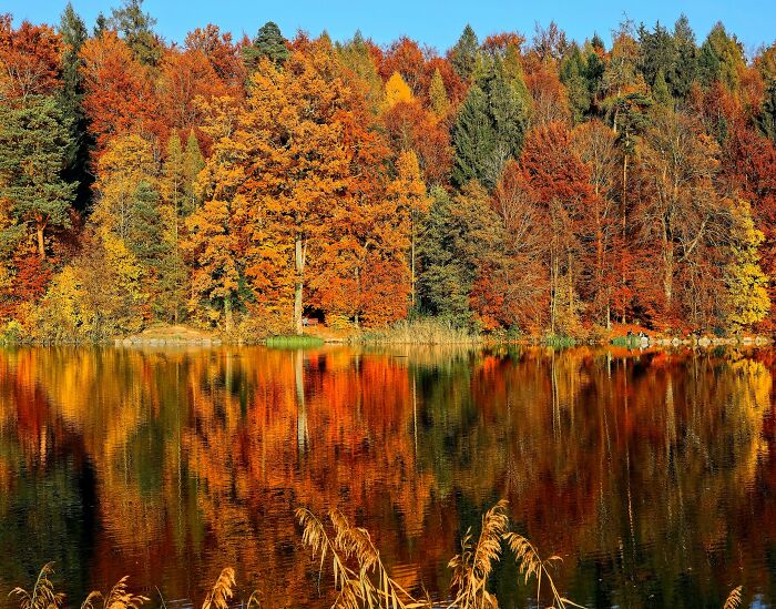 Lake surrounded by trees in fall