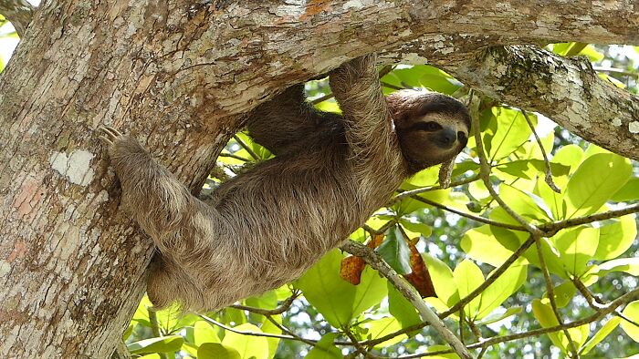 Sloth hanging on tree