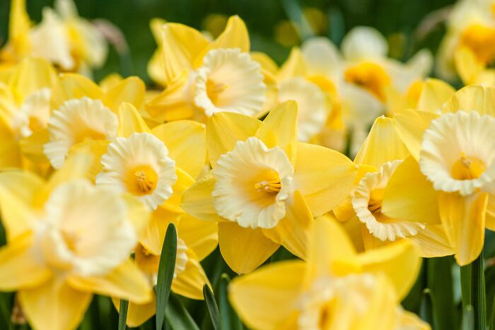 Yellow daffodils in the field