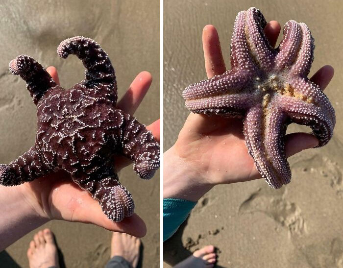 My Wife Found A Starfish On The Beach