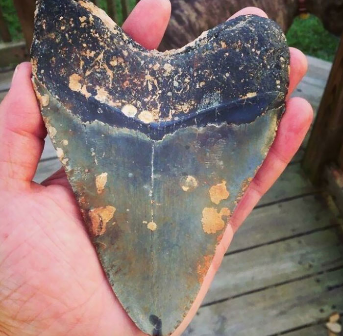 Biggest Megalodon Fossil I Have Found. Found While Diving Off The Coast Of NC