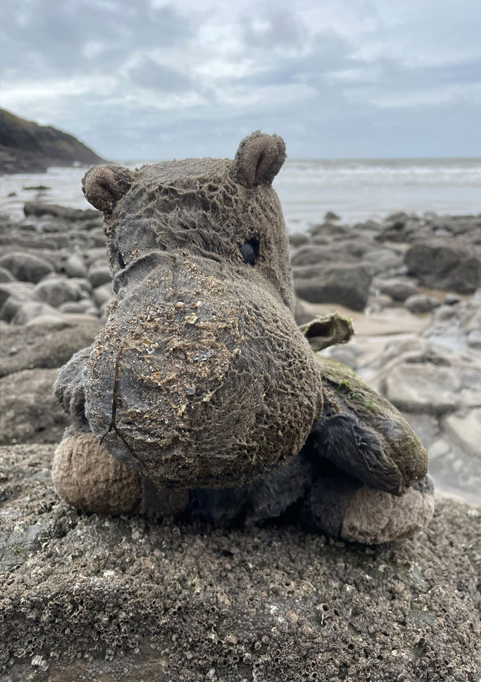 Went To The Seaside And Found A Hippo In The Wild