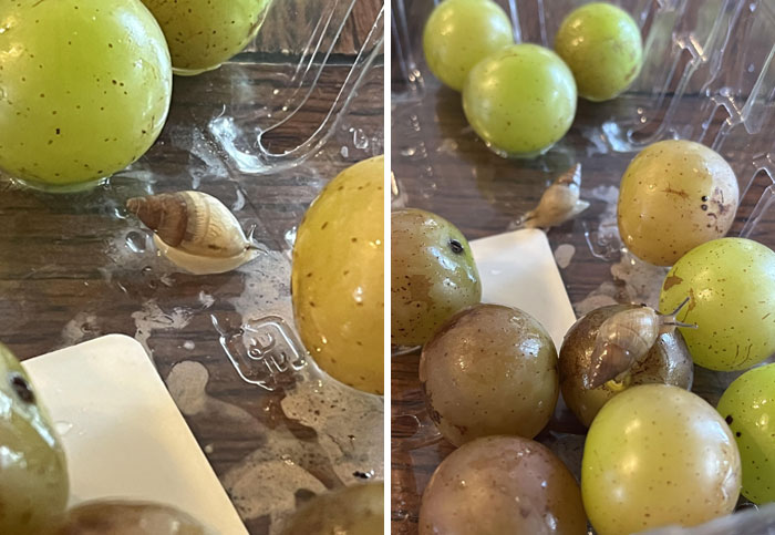 Found Two Snails In My Publix Store-Bought Grapes. What Do I Do? Why Are They In This? Should I Be Worried? It’s Been In The Fridge Overnight