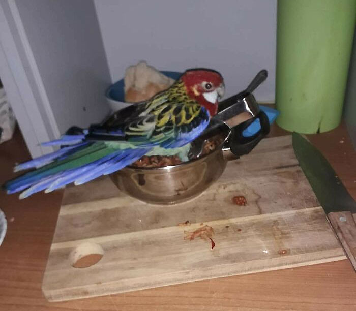 Found This Feathery Bastard Standing In My Dinner Last Night, He's Refusing To Move
