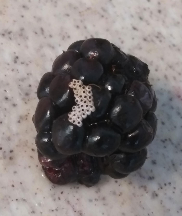 What Are These Little Egg-Looking Things I Found On My Blackberry?