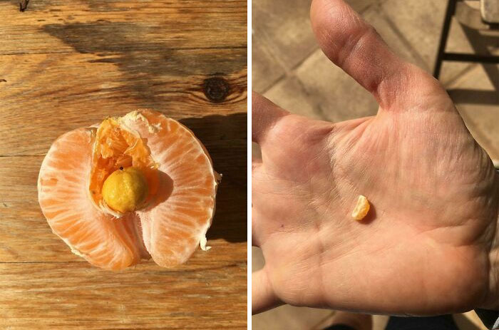 My Orange Had A Tiny Mini Orange Growing Inside Of It