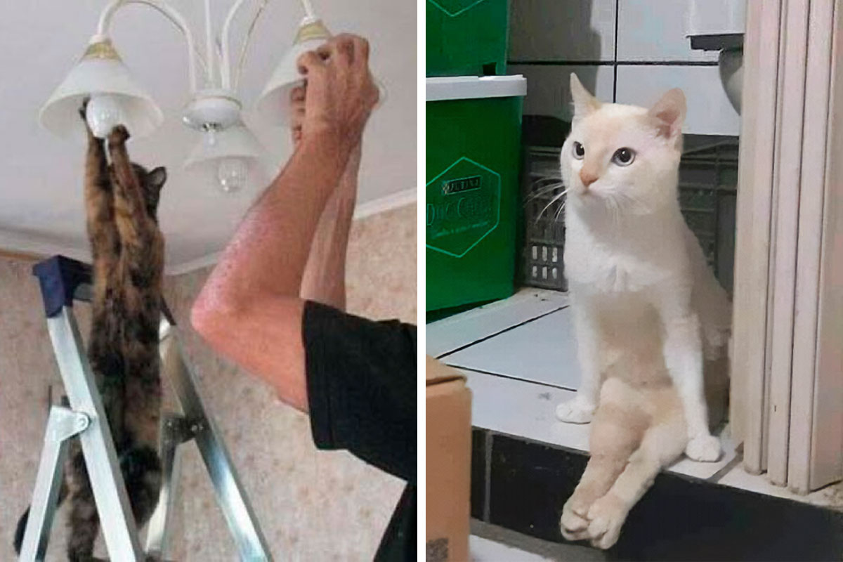50 Funny Photos Of “Cats Being Weird Little Guys” That Prove Life