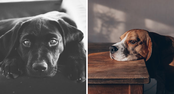 Where do dogs go when they die?