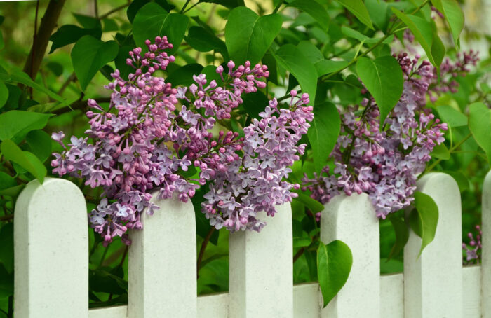 Rounded-edge white picket fence with lilacs growing above it