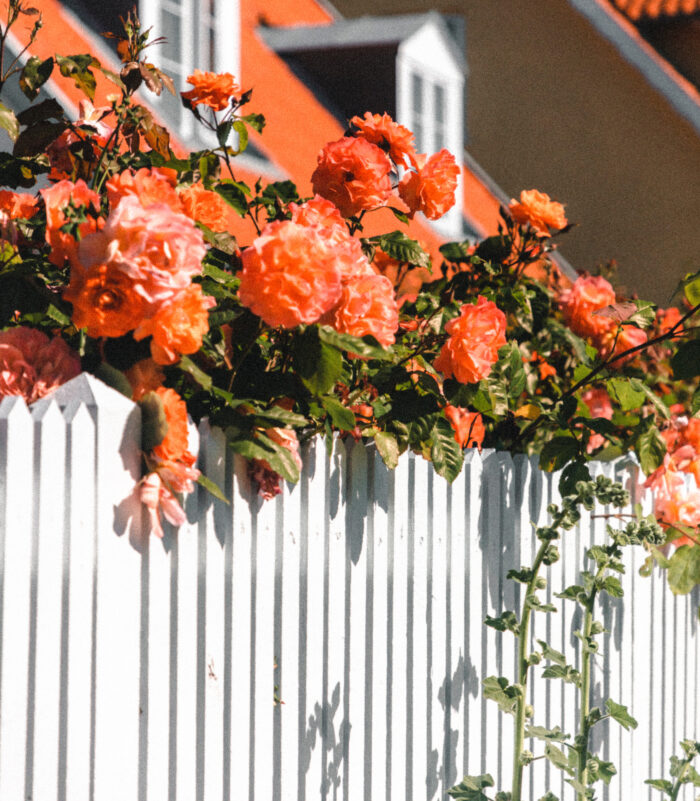 Orange flowers growing above a white wooden fence
