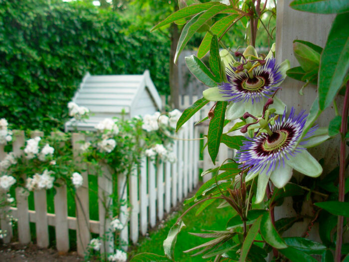 A close-up of flowers and a white picket fence enclosing a dog house and flowers in the background