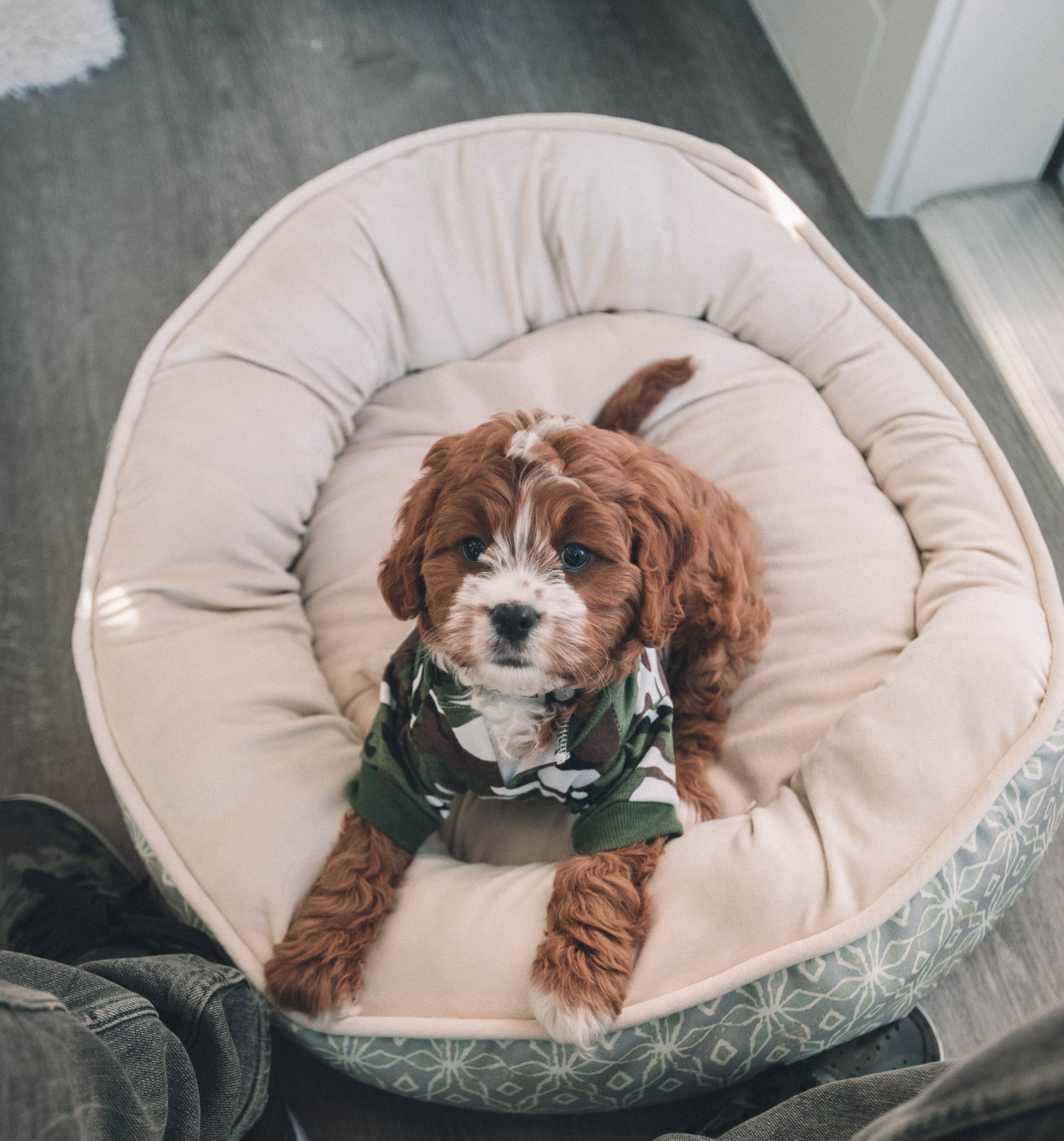 A cute puppy in a dog bed, looking up, illustrating why dogs dig in their beds. A cute puppy in a dog bed, looking up, illustrating why dogs dig in their beds.