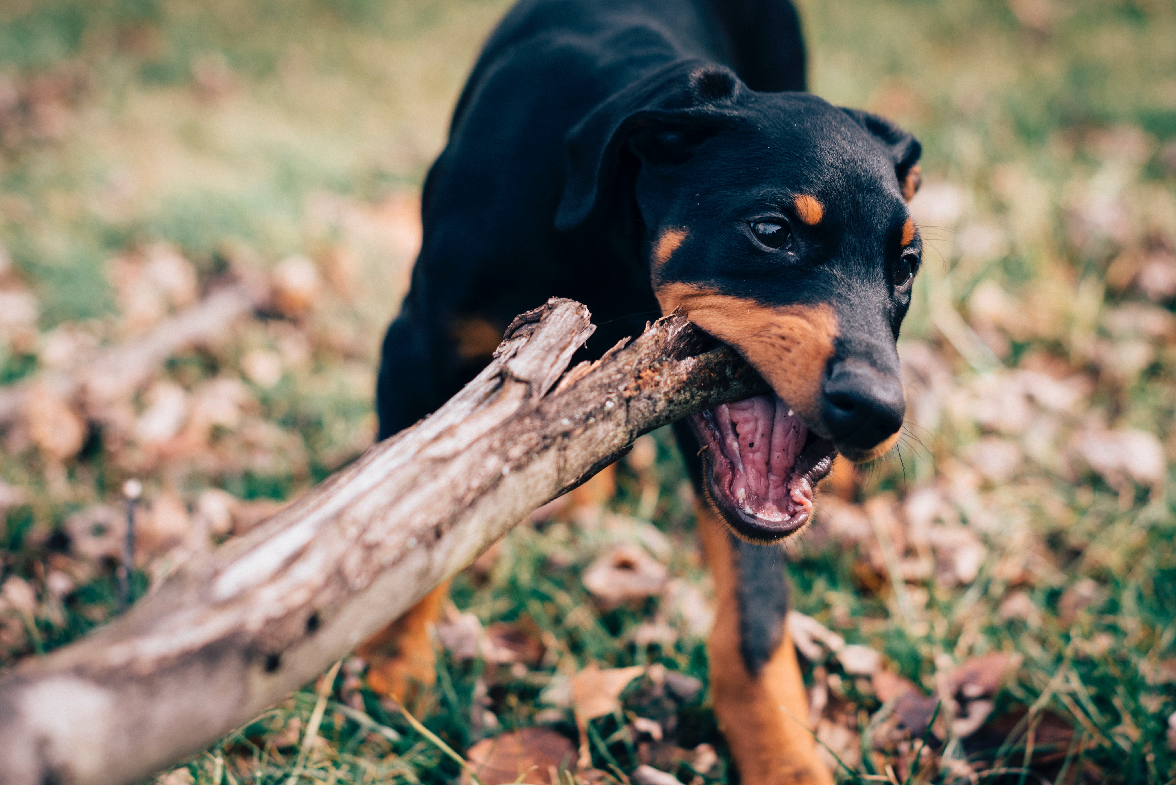 Black dog chewing wood log