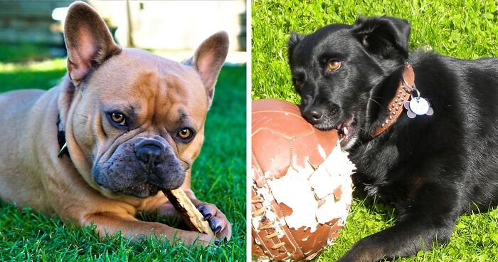 Why Do Dogs Eat Underwear and Socks? Vet Explanation