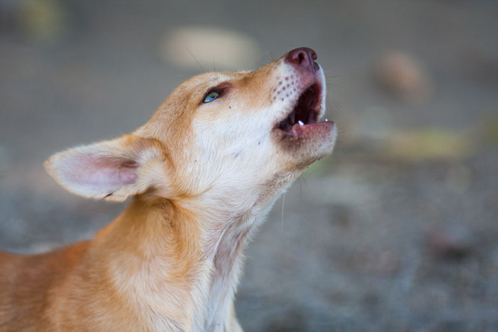 A dog howling outside, raising its head and looking upward, illustrating reasons dogs howl from a vet's perspective. A dog howling outside, raising its head and looking upward, illustrating reasons dogs howl from a vet's perspective.
