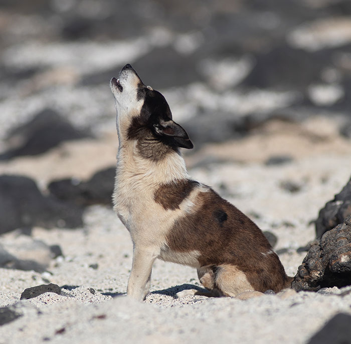 Dog howling on a sandy beach, showcasing a common behavior explored by vets. Dog howling on a sandy beach, showcasing a common behavior explored by vets.
