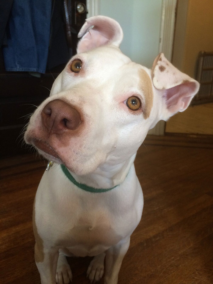 White dog with a green collar tilting head, curious about why dogs howl. White dog with a green collar tilting head, curious about why dogs howl.