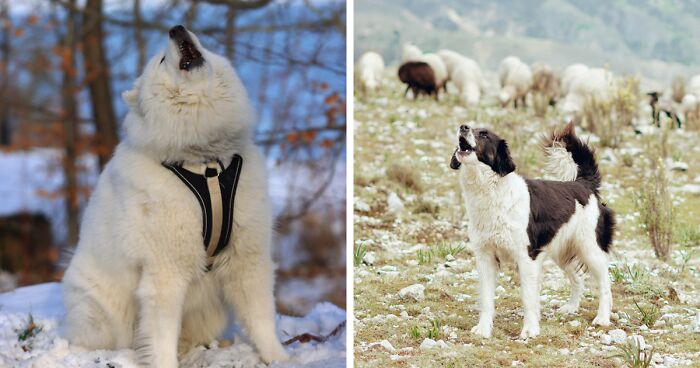 Why Do Dogs Howl When You Howl? Top 5 Reasons from Vet