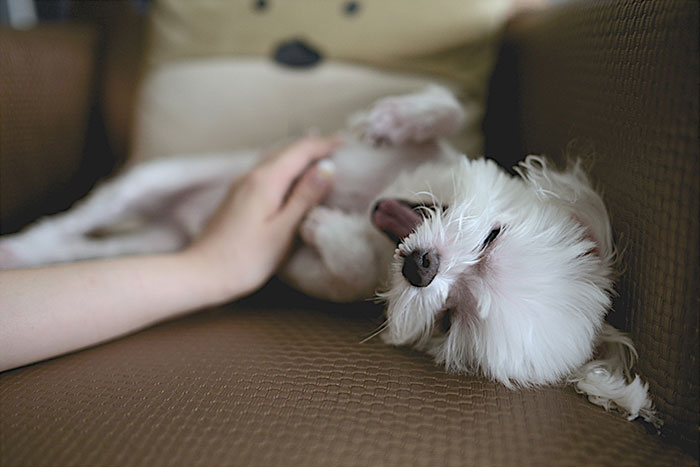 A person rubbing maltese dogs belly