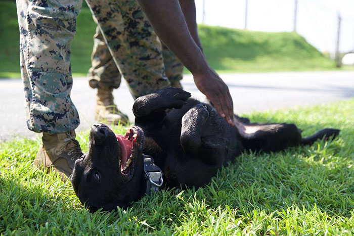 Dog receives a belly rub after completing a route