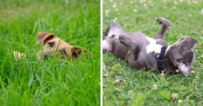 Why Do Dogs Like to Roll in the Grass? 5 Reasons Behind It