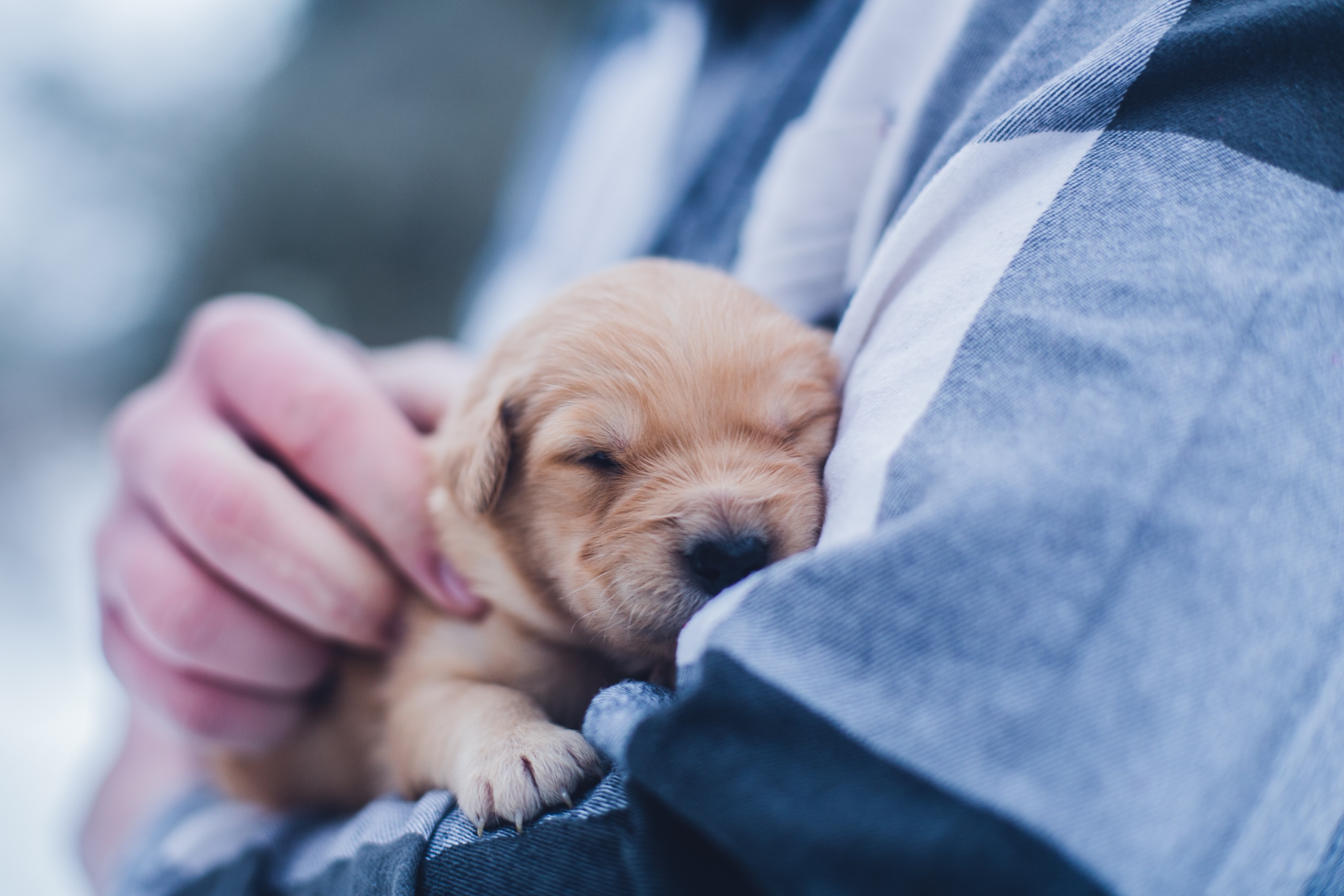 puppy cuddles with owner