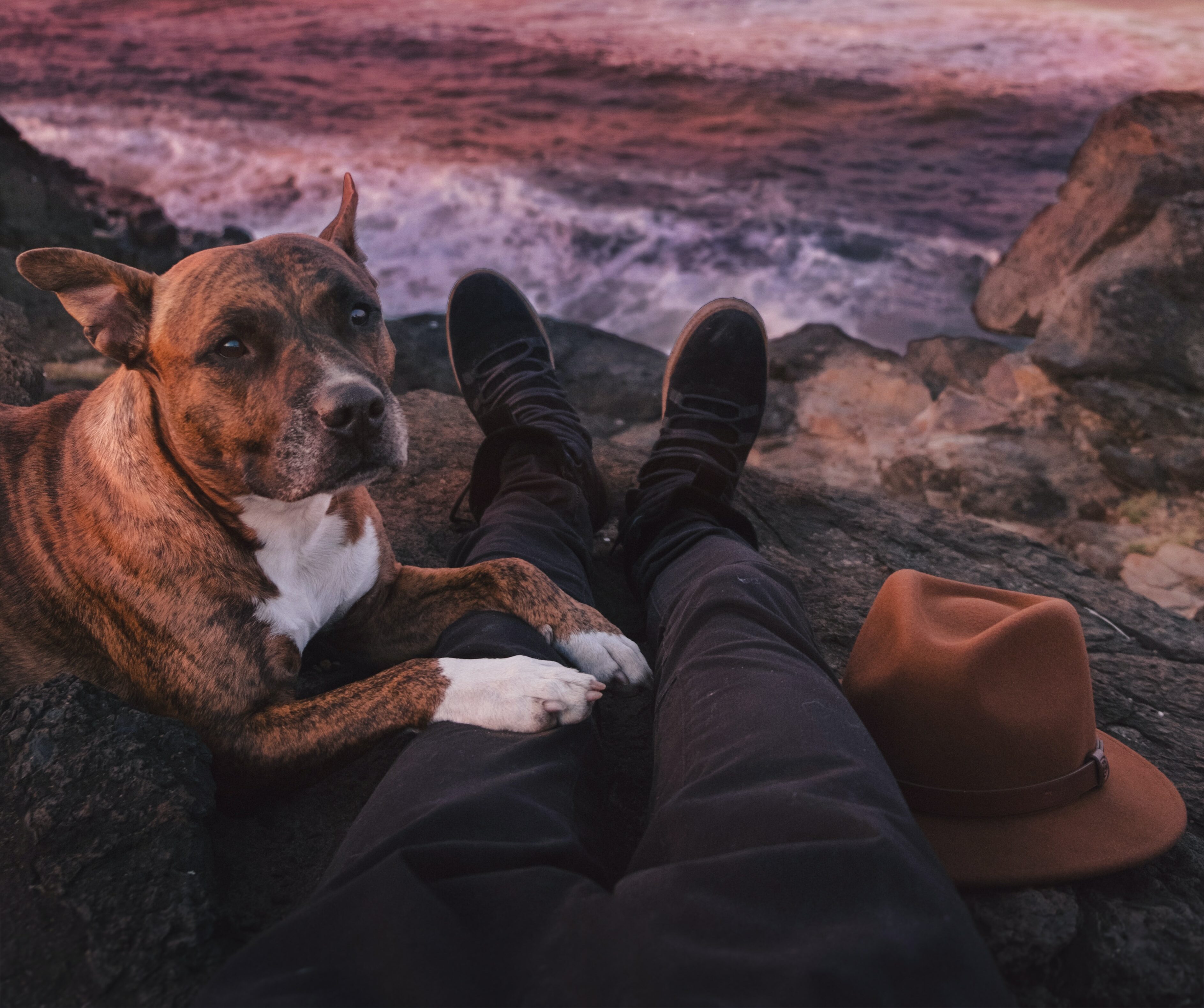 dog lay on owner and looking dog lay on owner and looking