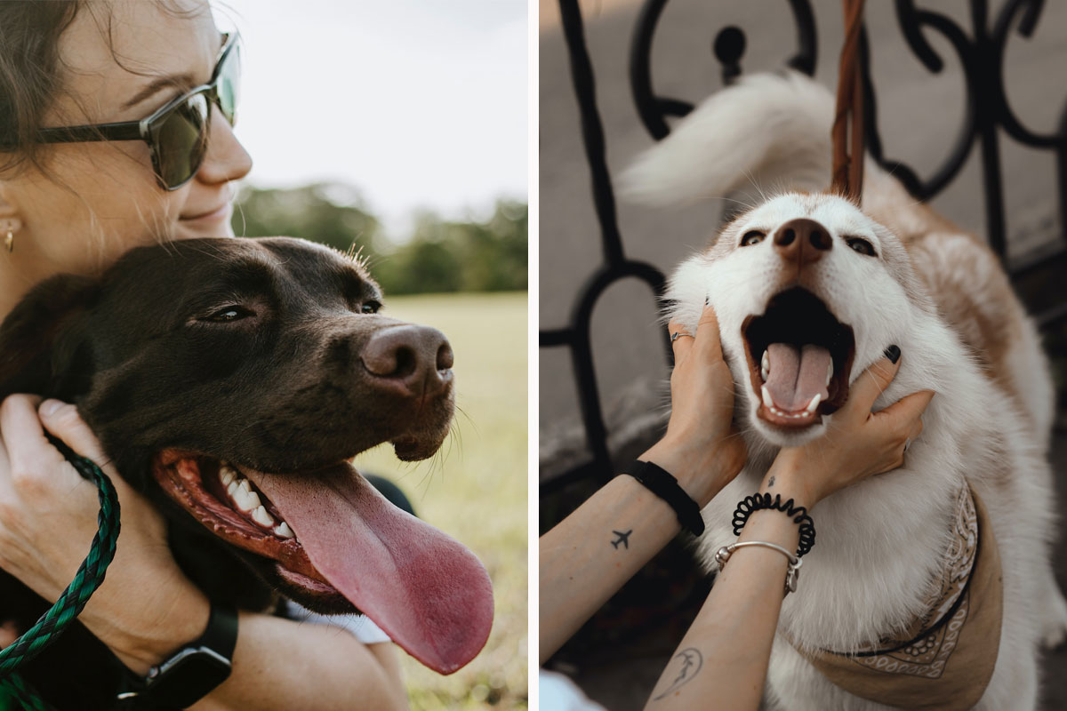 Why Dogs Like Being Pet Insights from a Veterinary Technician Bored Panda