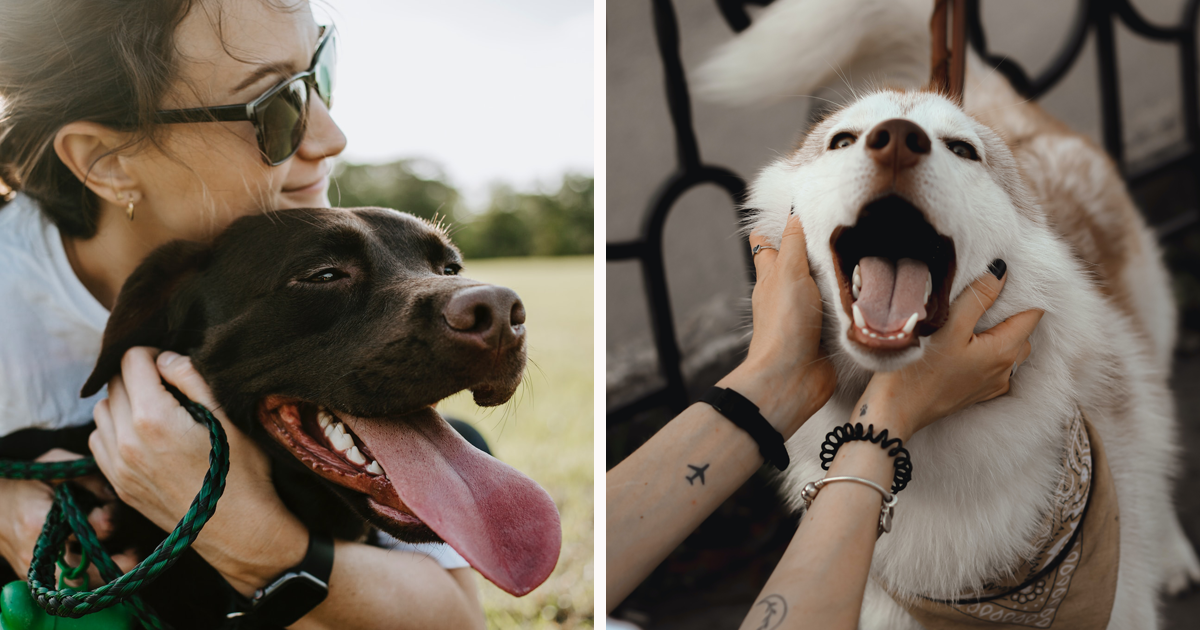 Why Dogs Like Being Pet Insights from a Veterinary Technician Bored