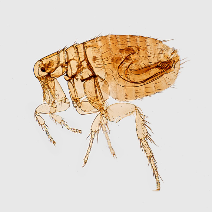 Left lateral view of a male Oriental flea