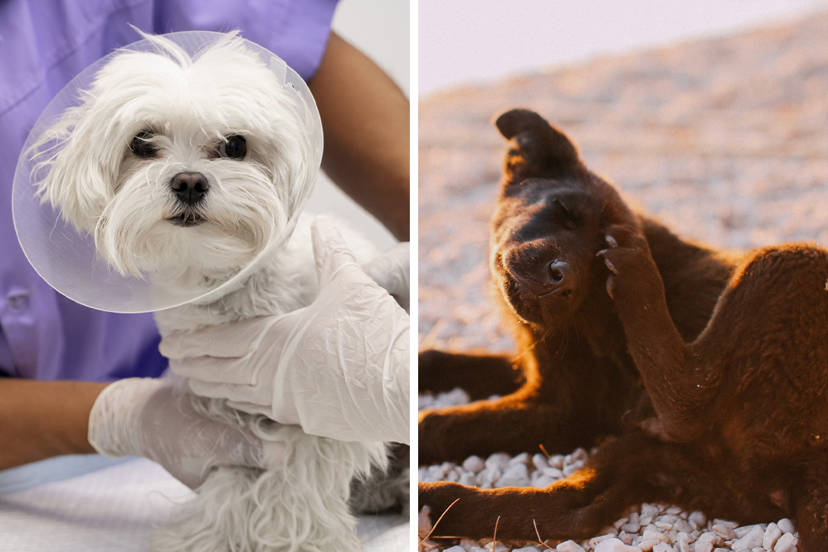 7 Reasons Why Your Dog Keeps Licking the Base of Their Tail Bored Panda