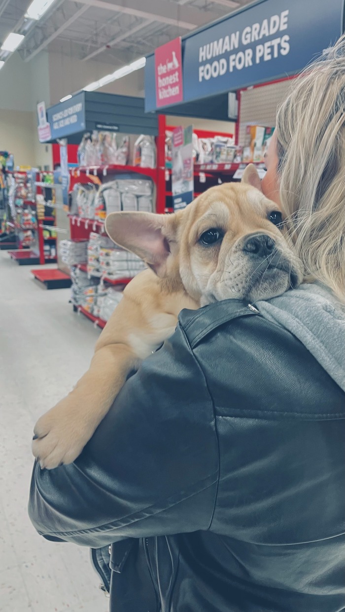 A dog being carried in a pet-friendly store, with shelves stocked with pet food supplies visible. A dog being carried in a pet-friendly store, with shelves stocked with pet food supplies visible.