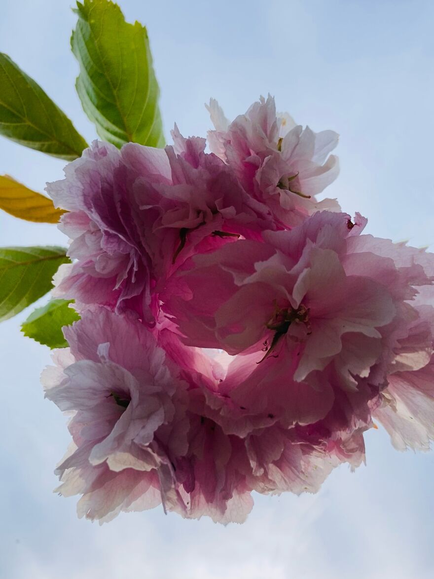 My Phone Photography Tips (33 Pics) My Phone Photography Tips (33 Pics)