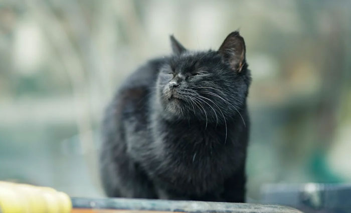 Sister Freaks Out Over Brother's 'Demonic' Cat, Bans Him From Seeing Her Kids Unless The Cat Goes Sister Freaks Out Over Brother's 'Demonic' Cat, Bans Him From Seeing Her Kids Unless The Cat Goes