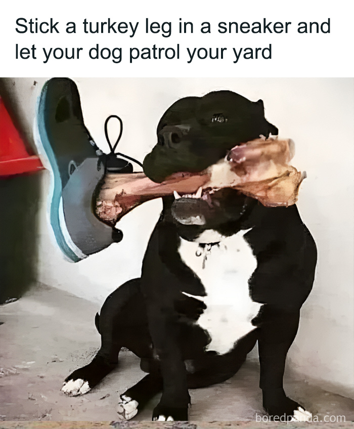 Stick A Turkey Leg In A Sneaker And Your Dog Patrol Your Yard