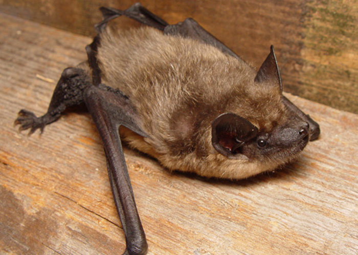 These Bats’ Tools Are Too Big To Reproduce Like Other Mammals, Scientists Find Out How They Do It