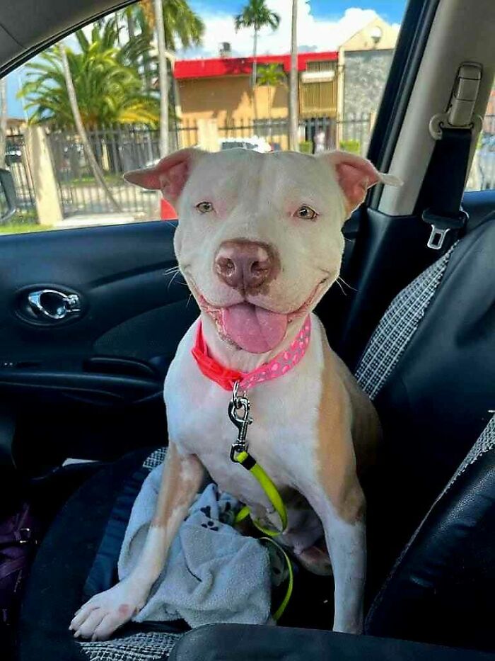 Meet Olivia, A Smart Pup Who Stopped Every Car In Traffic Asking For Help