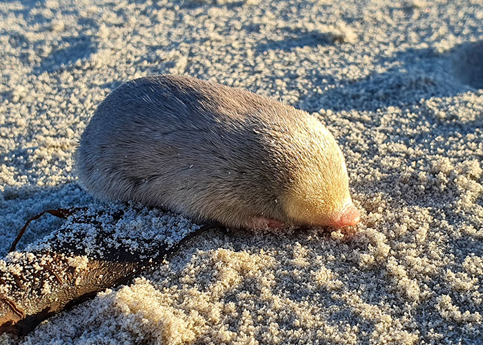 “Brilliant Work”: Shimmering Mole Rediscovered Nearly 100 Years After It Was Presumed Extinct “Brilliant Work”: Shimmering Mole Rediscovered Nearly 100 Years After It Was Presumed Extinct