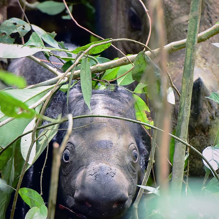 “It’s An Incredible Event”: Critically Endangered Sumatran Rhino Welcomes Her First Baby Calf “It’s An Incredible Event”: Critically Endangered Sumatran Rhino Welcomes Her First Baby Calf