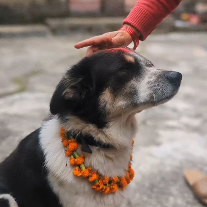 In This Annual Nepalese Festival, Dogs Get Pampered For Being God’s Messengers In This Annual Nepalese Festival, Dogs Get Pampered For Being God’s Messengers