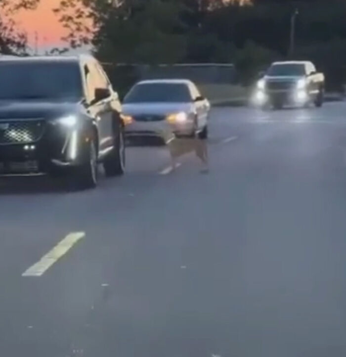 Meet Olivia, A Smart Pup Who Stopped Every Car In Traffic Asking For Help